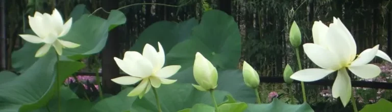 patetnina,reiki lahochi,initiation