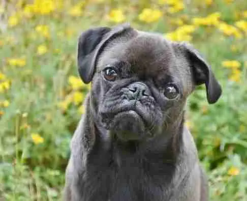 L’écoute authentique