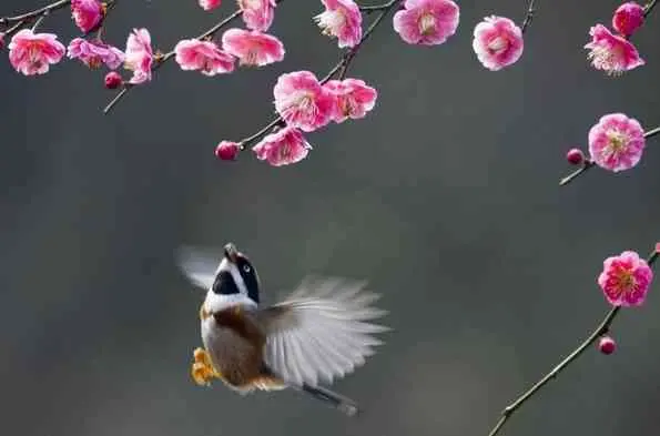 L'arrivée du printemps et le renouveau intérieur