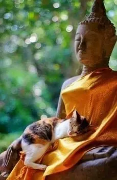La légende bouddhiste à propos des chats