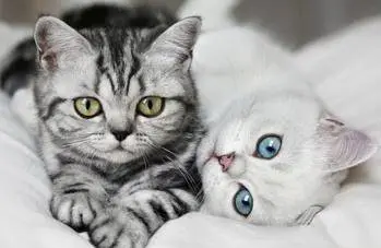 Pourquoi les chats sentent tout