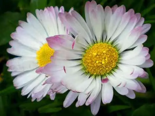 Rayonnez comme des fleurs