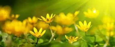 9 Recettes de boissons énergisantes santé - 100 % naturelles