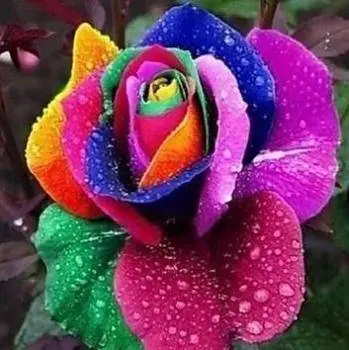 Méditation de la Fleur