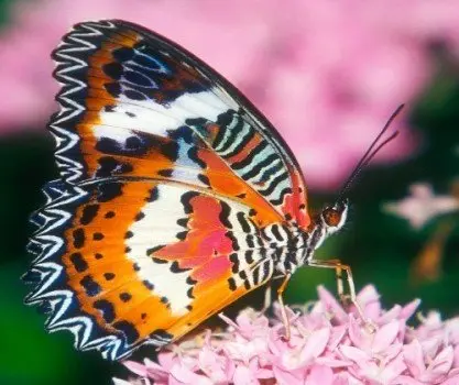 grande transformation