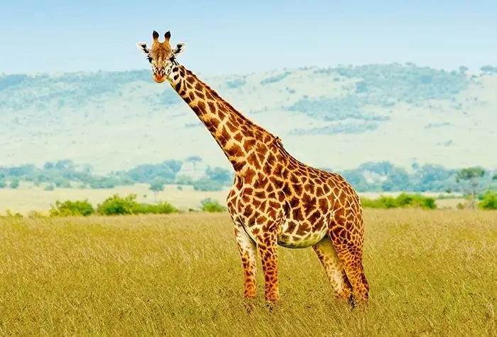 totem girafe