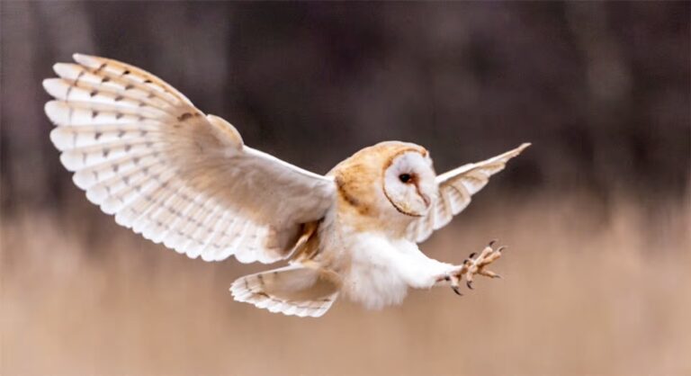 animal totem chouette