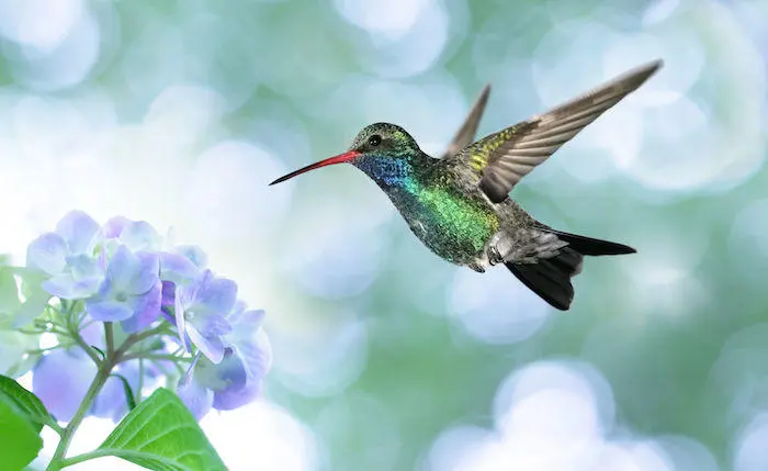 animal totem colibri