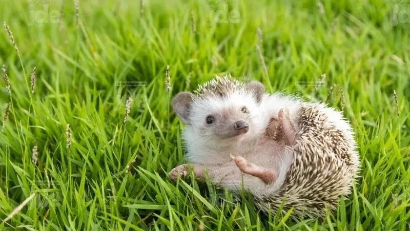 herisson animal totem