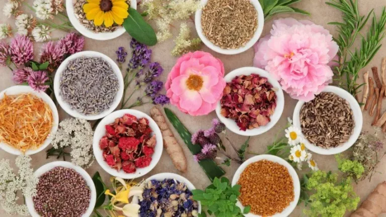 plantes qui soignent