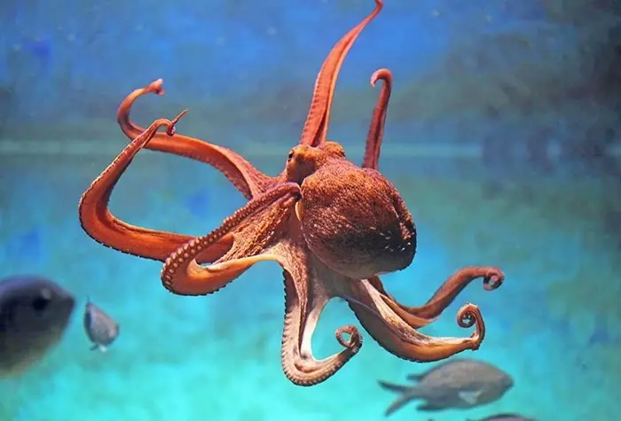 la pieuvre animal totem