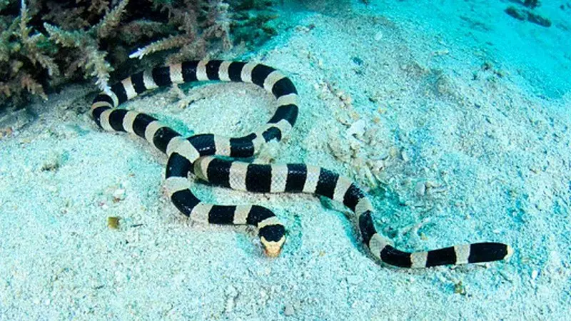 animal totem serpent