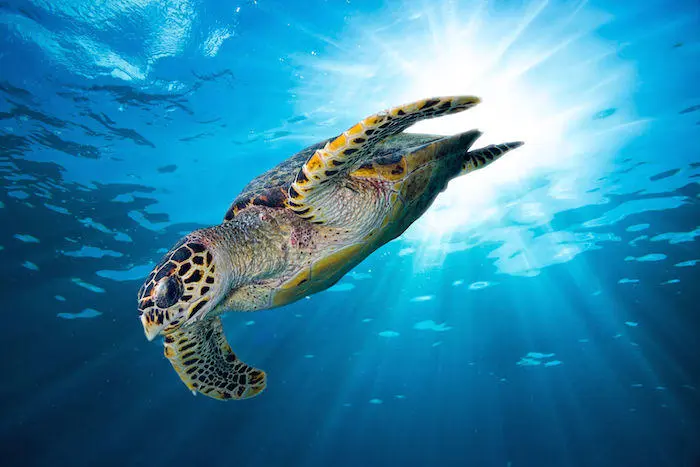 tortue animal totem