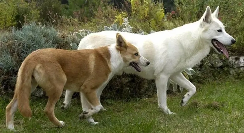 animal de pouvoir le chien