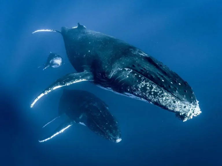 animal totem baleine