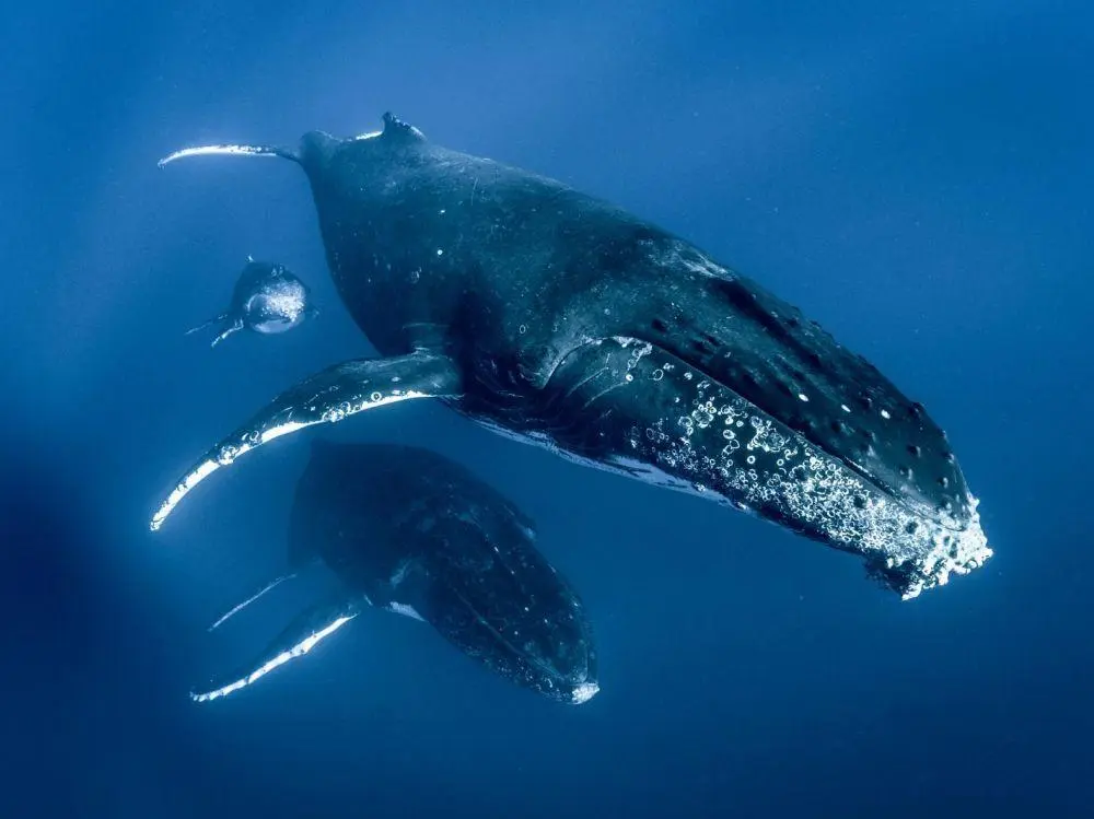 animal totem baleine