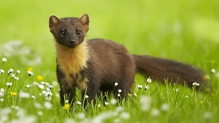 animal totem la belette