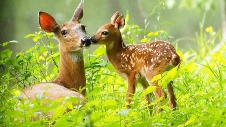 animal totem la biche