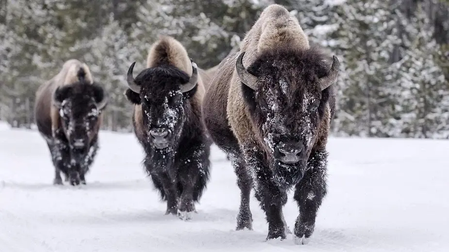 animal totem bison