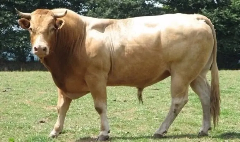 animal totem le boeuf