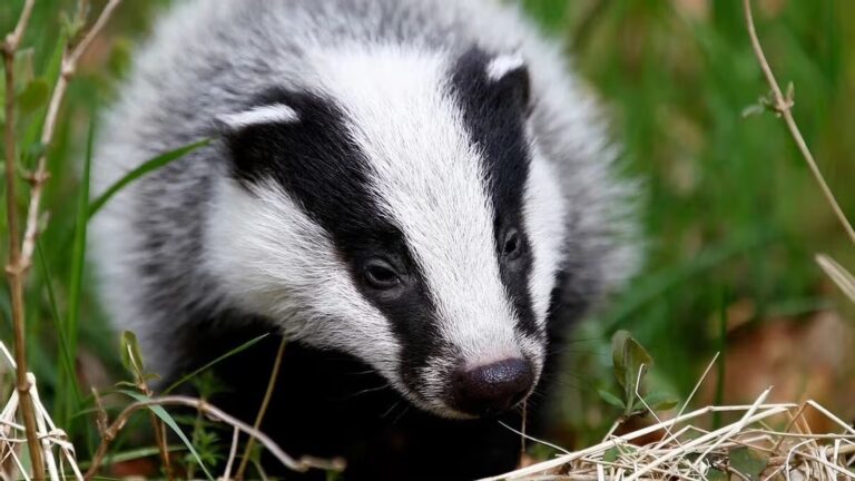 animal totem blaireau