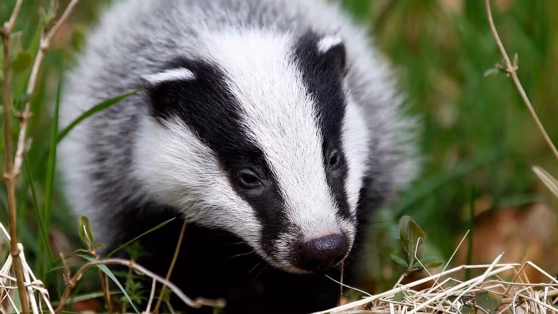 animal totem blaireau