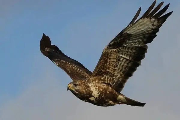 totem la buse animal pouvoir