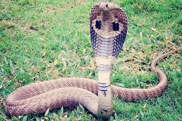 totem le cobra