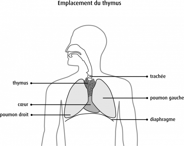 le thymus