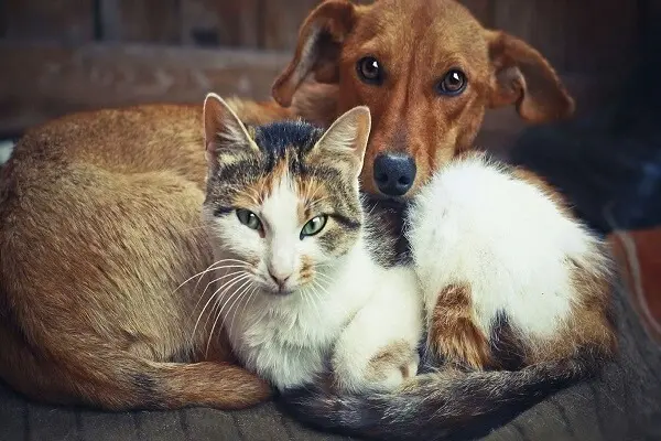 chiens et chats