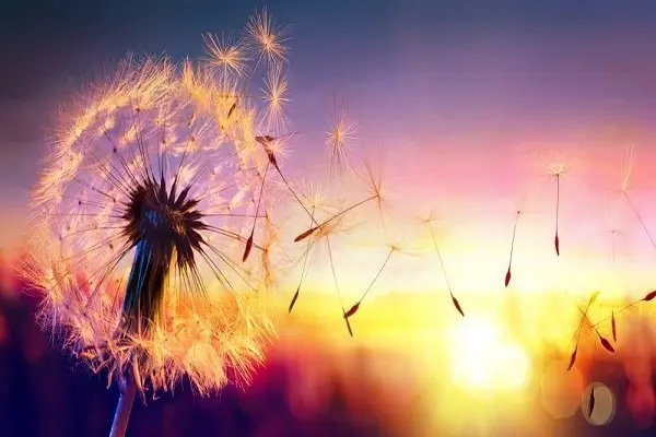 le voyage de la Vie avant la naissance leçons