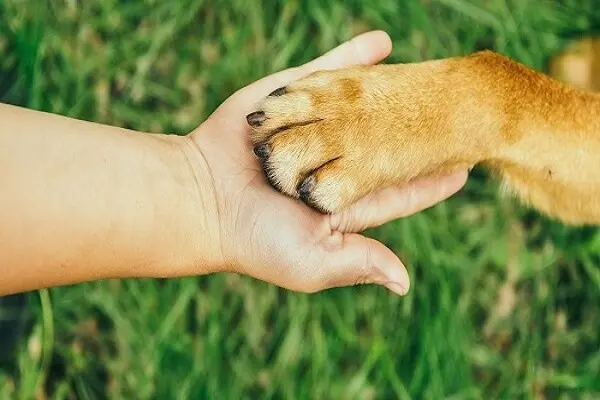 communiquer avec les animaux