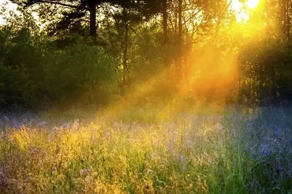 une belle clairière pleine de soleil dans les bois