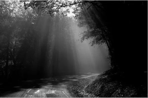 zone ombres en forêt