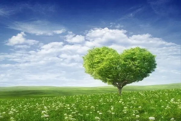 arbre en forme de coeur