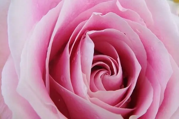 une belle rose