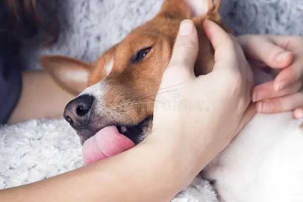 mon chien aime mes mains