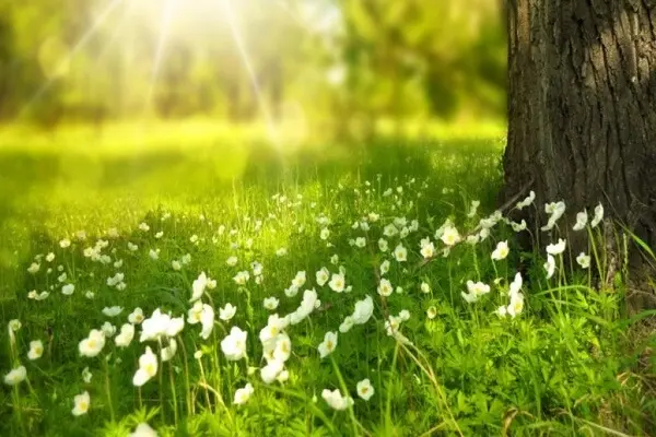 la lumiere et les pensées en forêt tout se manifeste