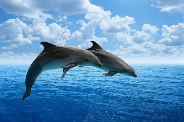 grand changement de la maison