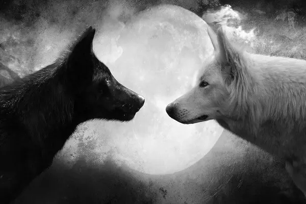 deux loup et la Pleine Lune du Verseau