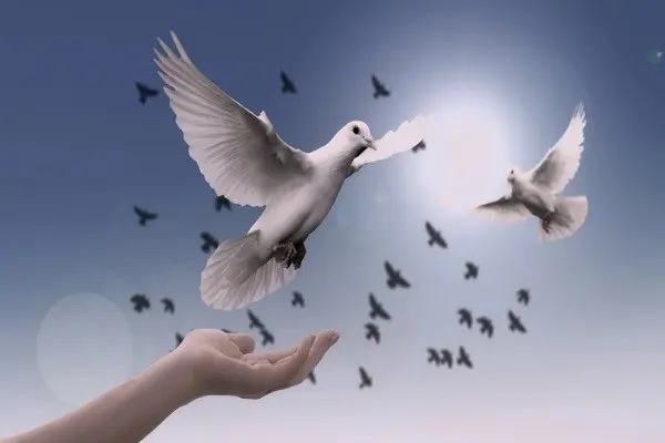 vol de colombes indique la paix et l'harmonie