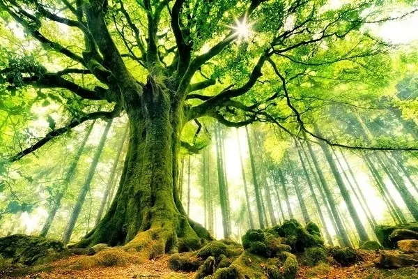 arbre majestueux