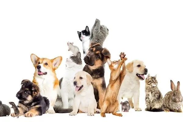 honorer sadhu soins aux animaux