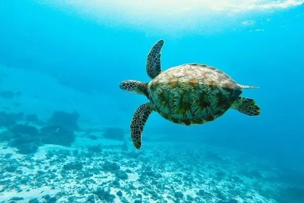 une tortue dans une belle mer bleue courant chaotique
